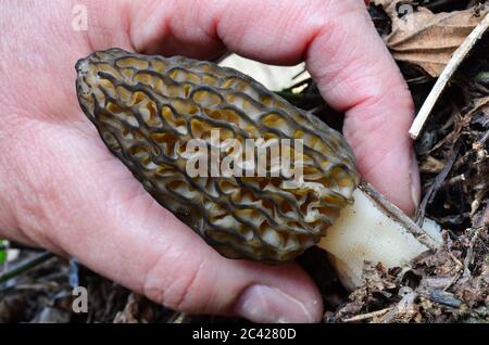 Careful picking of Black morel mushroom or Morchella Conica,  delicate and tasty early spring mushroom Stock Photo