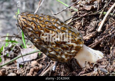 early spring Morel mushroom or Morchella Conica in natural habitat Stock Photo