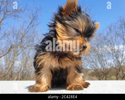 Closeup of playful baby Yorkshire terrier puppy outside. Front portrait and detail of young and cute Yorkie pup, playing outside with blurred backgrou Stock Photo