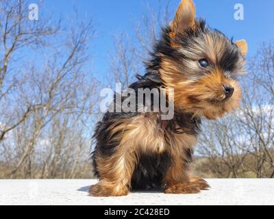 Closeup of playful baby Yorkshire terrier puppy outside. Front portrait and detail of young and cute Yorkie pup, playing outside with blurred backgrou Stock Photo