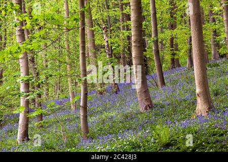 Coppiced beech woodland with flowering ramsons, in Robin Hoods Howl, North Yorkshire, UK Stock Photo