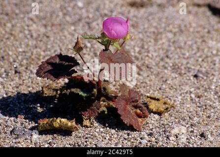 Desert five-spot (Eremalche rotundifolia) near Amargosa River, Death Valley National Park, California Stock Photo