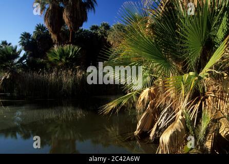 Spring at McCallum Grove, Coachella Valley Preserve, California Stock Photo