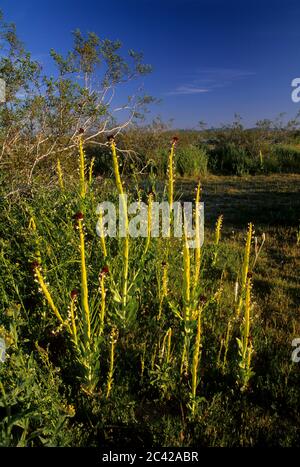 Desert candle, Desert Tortoise Natural Area, California Stock Photo