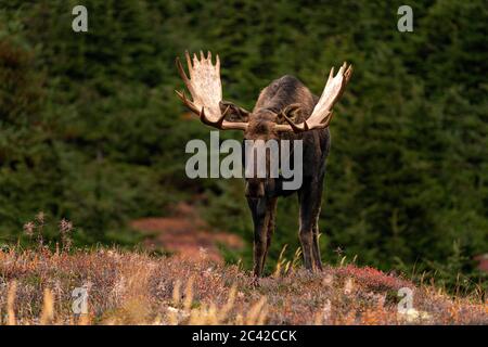 bull moose in trees Stock Photo
