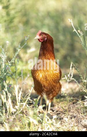 Red-headed laying hen free in a field of grass Stock Photo