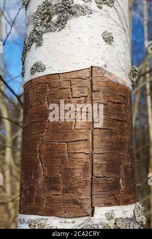 Closeup of  birch tree trunk from which bark has been peeled off , revealing the brown cambium layer Stock Photo
