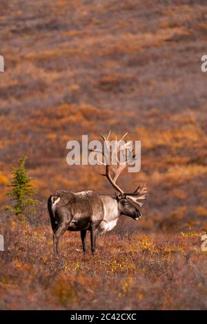 Bull caribou in fall color Stock Photo