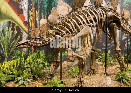 Stegosaurus skeleton in the Carnegie Museum of Natural History,Pittsburgh,Pennsylvania,USA Stock Photo