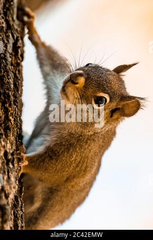 American Red Squirrel, Tamiasciurus hudsonicus, foraging on a Northern Red Oak in central Michigan, USA Stock Photo