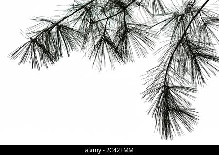 Branches with Eastern White Pine, Pinus strobus, needles against a cloudy sky in central Michigan, USA Stock Photo