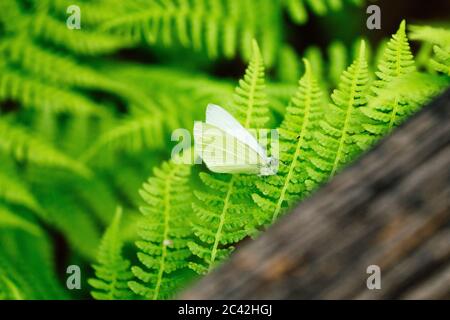 Closeup view of a white butterfly on a fern leaf Stock Photo