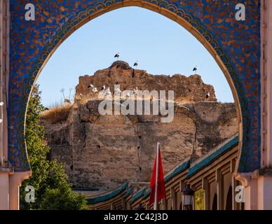 White storks nest on the remains of a wall in Meknès, Morocco, an ornately tiled archway framing the view of the birds and the Moroccan flag below. Stock Photo