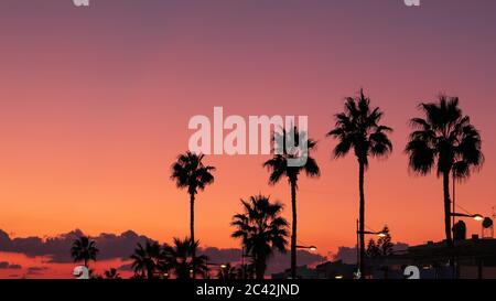 Silhouettes of palm trees at orange and violet sunset sky background, copy space. Tropical resort, summer travel concept. Stock Photo
