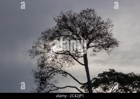 Silhouette of trees on a cloudy evening with the sun hidding behind tough clouds Stock Photo