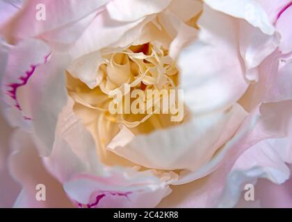 WA16956-00...WASHINGTON - Center of a peony as it opens from a  bud. Stock Photo