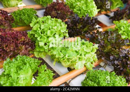 Green oak and red oak lettuce salad vegetable background in farm fresh vegetable hydroponic system Stock Photo