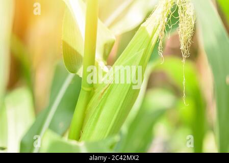 Young corn on plant tree in the corn field / Ear of corn Stock Photo