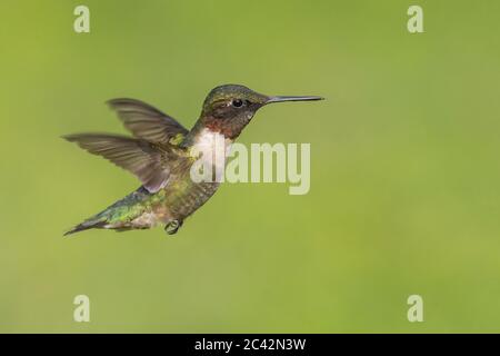 A Ruby-throated Hummingbird in a Hover Stock Photo