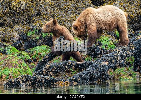 Two grizzly bear cubs feeding along the shoreline of Knight Inlet, First Nations Territory, British Columbia, Canada. Stock Photo