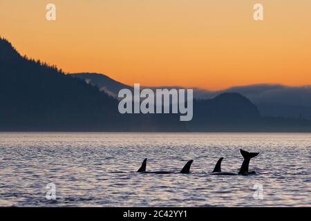 Northern resident killer whale (Orcinus orca) family pod playing in Johnstone Strait, British Columbia, Canada. Stock Photo