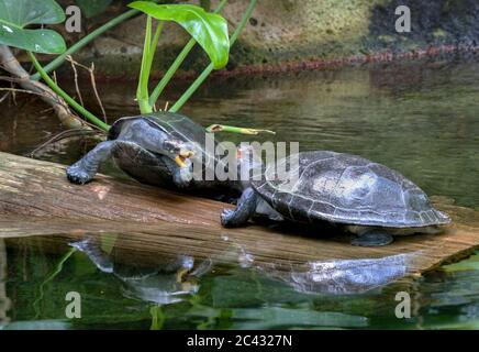 Two yellow spotted river turtles in fight Stock Photo