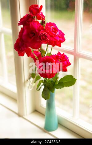Red roses in a vase Stock Photo