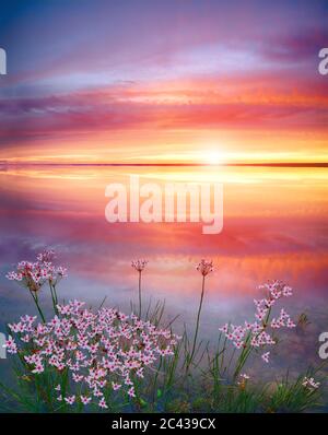 Stunning sunset on the lake with white wildflowers. Beautiful sunset over the river. Sunrise at lake. Inspirational calm sea with sunrise sky. Meditat Stock Photo