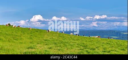 Panoramic view of the Swiss Alps with cows grazing in a field, Canton of Bern, Switzerland Stock Photo