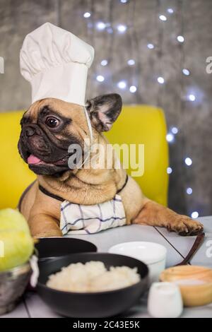 french bulldog dog chef cook behind a blank empty banner or placard ...