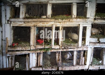 Rabbit stock in cages on farm Stock Photo