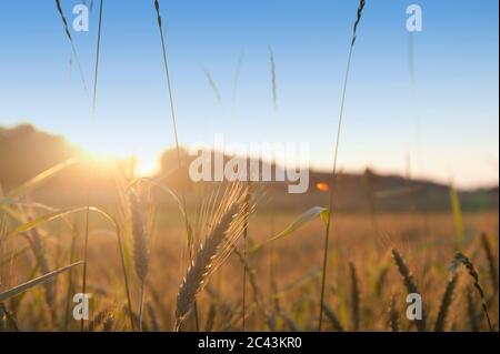 Rye field in the sunlight, close-up Stock Photo