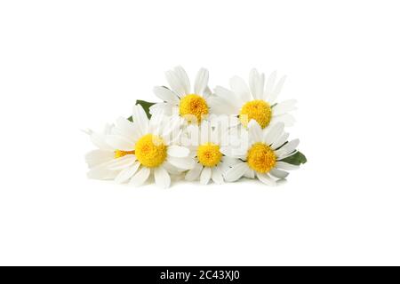 Beautiful chamomiles isolated on white background. Flowers Stock Photo