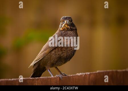 A female blackbird sits on a fence in an English garden whilst holding a worn which it has caught for the chicks. Stock Photo