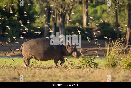 One adult hippo walking by the Chobe River surrounded by a flock of birds in warm afternoon light in Botswana Stock Photo