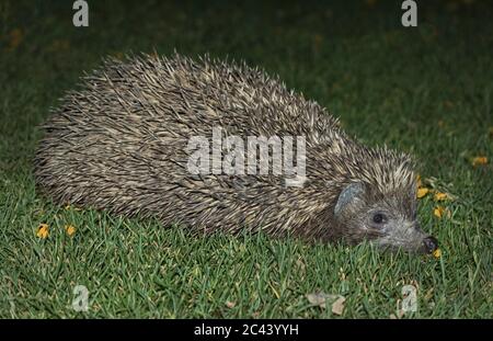 full body profile of an eastern europen hedgehog with raised spines or quills on a green lawn covered with fallen flower petals Stock Photo