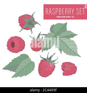 Vector set of raspberry fruits and leaves. Illustration on a white background Stock Vector