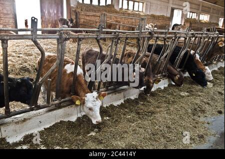 Cows in the stable Stock Photo
