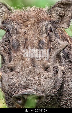 Democratic Republic of Congo, Portrait of common warthog (Phacochoerus africanus) Stock Photo