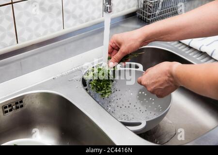Washing oregano (Origanum vulgare)