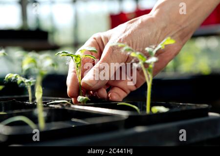 Close-up of female farmer touching plant at greenhouse Stock Photo