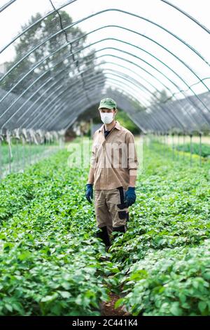 Farmer with protective mask in greenhouse with zucchini plants Stock Photo