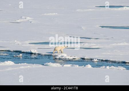 Lone polar bear (Ursus maritimus) traversing through snow in North Pole area Stock Photo