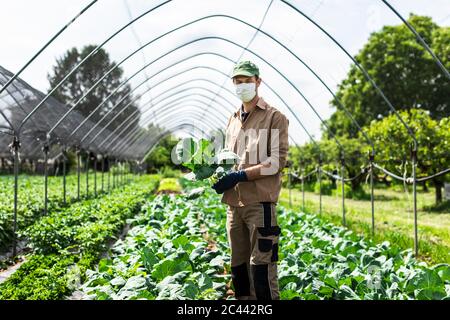 Farmer with protective mask in greenhouse with zucchini plants Stock Photo