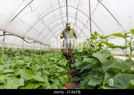 Farmer walking among the vegetables grown in the greenhouse, organic agriculture Stock Photo