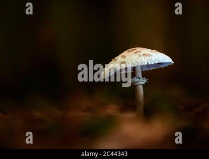 Close-up of parasol mushroom (Macrolepiota procera) growing in forest Stock Photo