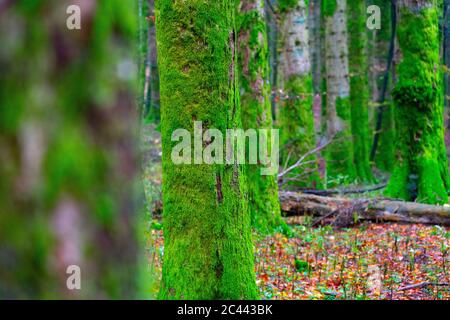 Moss covered tree trunks in forest during autumn Stock Photo