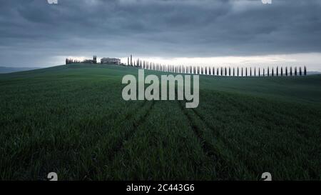 Italy, Tuscany, Storm clouds over green grassy meadow with line of cypress trees in background Stock Photo