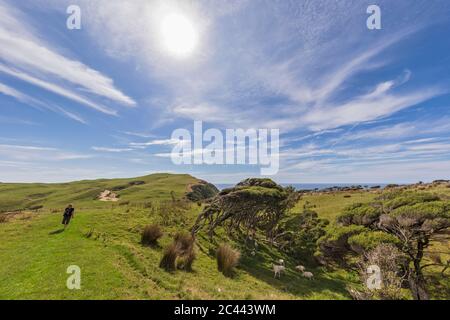New Zealand, Sun shining over female tourist passing flock of sheep grazing at Cape Farewell Stock Photo