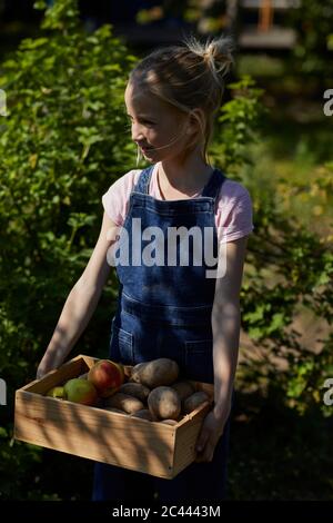 Girl in allotment garden carrying crate with potatoes and apples Stock Photo